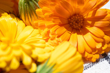 Close-up of vibrant orange calendula flower in full bloom. Macro view of marigold petals with rich...