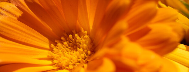 Close-up of vibrant orange calendula flower in full bloom. Macro view of marigold petals with rich...