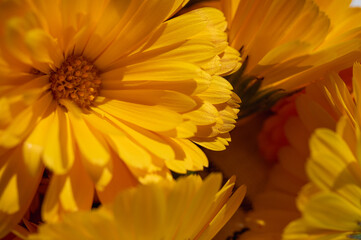 Close-up of vibrant orange calendula flower in full bloom. Macro view of marigold petals with rich...