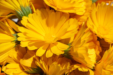 Vibrant orange calendula flower in full bloom, close-up. Detailed petals and stamen, symbolizing...