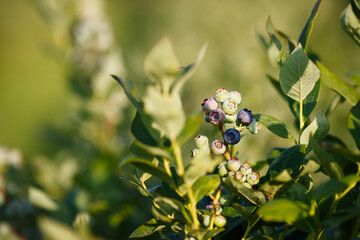 Beautiful fresh blueberry bushes fresh juicy blueberries ripening in the rays of the setting sun macro photography.
