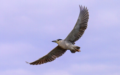 seagull flying against the gray sky