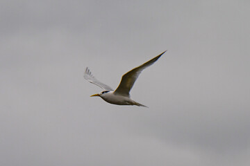 terns flying in a gray sky