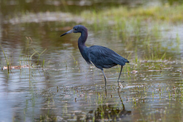 heron fishing by the sea