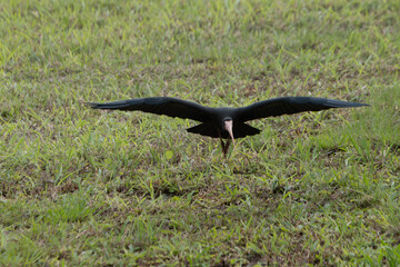 Naked-faced Tapicuru flying