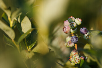 Beautiful fresh blueberry bushes fresh juicy blueberries ripening in the rays of the setting sun...
