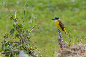 a kiskadee bird perched on a branch