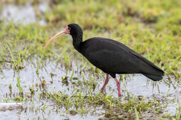 Naked-faced Tapicuru walking in flooded terrain