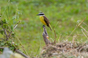 a kiskadee bird perched on a branch