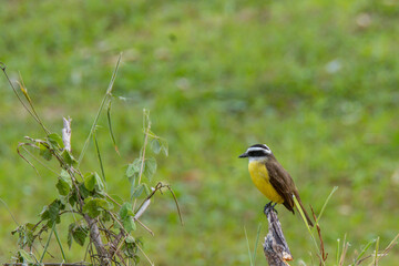 a kiskadee bird perched on a branch