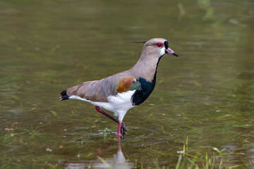 Southern lapwing bird walking in the water