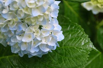 雨の日の紫陽花 / Hydrangea in the Rain