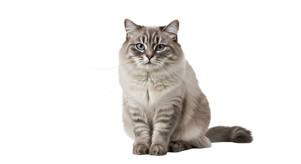 Obraz premium Beautiful Ragdoll Cat on White.