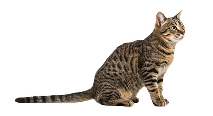 Brown Tabby Cat Sitting Isolated 1.