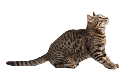 Curious Tabby Cat Looking Upward 4.