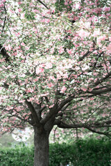Obraz premium Sakura. Beautyful blossom tree with pink flowers.