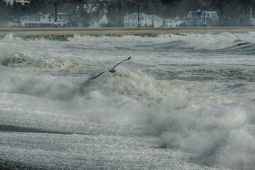 Seagull power over the waves