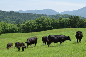 牛の放牧 高原牧場