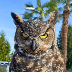 Great Horned Owl Staring With Intensity
