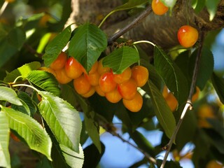 Detail of cherries on the branches of a wild cherry tree (Prunus avium)
