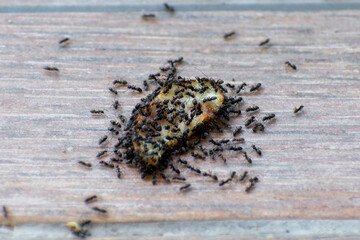 ants gathered on dried fruit on the street