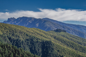 Canary pines trees and laurel forests invade the mountains of the island of La Palma on a clear day.
