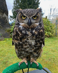 Great Horned Owl Standing on Green Perch