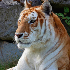 Golden Tiger Gazing to the Left