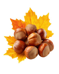Hazelnuts on maple leaves,isolated on transparent background