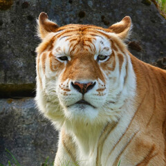 Golden Tabby Tiger Facing Camera