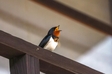Cute Japanese Swallow (Tsubame) perched on an old wooden structure in Narai juku, Nagano, Japan