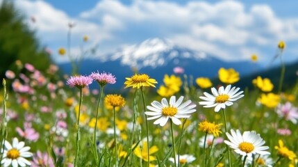 Fototapeta premium Colorful Flower Field with Snowy Mountain in the Background