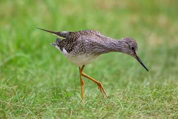 Lesser Yellowlegs walking on grass