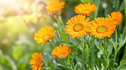 Bright Orange Flowers with Dew Drops in Natural Sunlight Setting