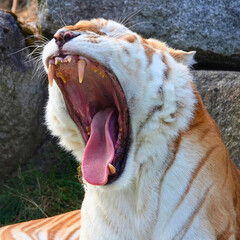 Fototapeta premium Golden Tiger Mid-Roar With Teeth Bared