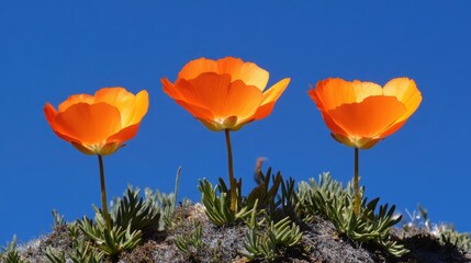 Obraz premium Bright Orange Flowers Against a Clear Blue Sky in Springtime