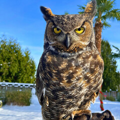 Great Horned Owl in Bright Sun