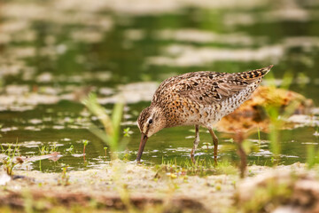 Short-billed Dowitcher standing in a pond