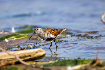 Cute Dunlin wading in a shallow blue water