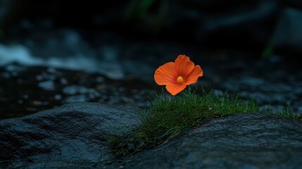 Fototapeta premium Striking Orange Flower Growing Near Stream on Rocky Surface