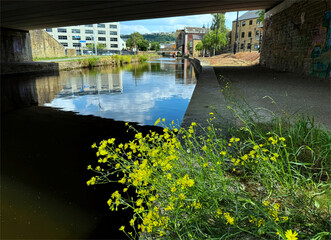 Yellow wildflowers edge the Leeds and Liverpool Canal beneath sky-reflected waters. Bridge shadow, and flanking buildings, weave urban and natural charm in, Shipley, Yorkshire, UK