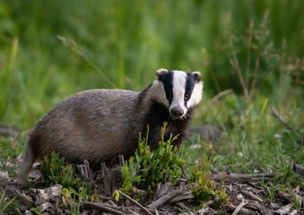 Close-up of a European badger in natural habitat