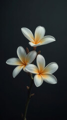 Obraz premium abstract frangipani blossoms