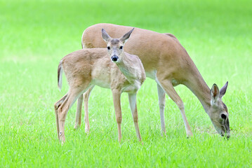 mom and daughter deer