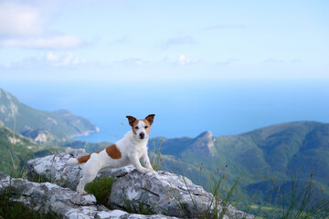 A Jack Russell Terrier explores the mountain wilderness, standing against a backdrop of rolling...