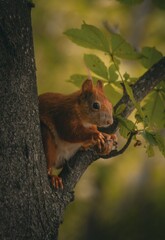 squirrel on a tree