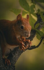 squirrel on the tree