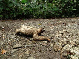 Profile photo of a Three-Toed Sloth Crossing a Road, Costa Rica © mv.cenoz