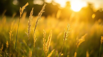 Golden Sunlight Illuminating Tall Grasses in a Tranquil Field
