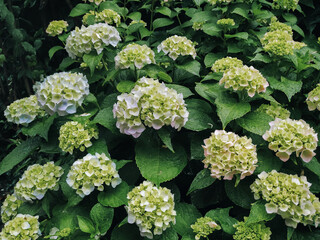 Green leaves and white flowers of a hydrangea bush with rain drops. Natural background.